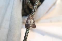 Sideridis congermana