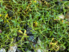 Lysimachia maritima