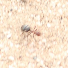 Endiodioctes