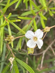 Mitrasacme polymorpha