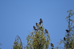 Sturnus vulgaris