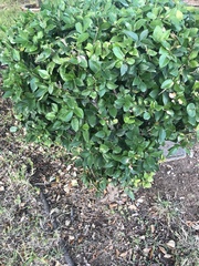 Ligustrum japonicum