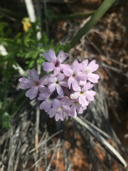 Glandularia laciniata