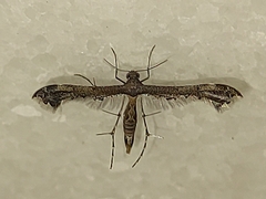 Michaelophorus indentatus