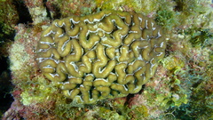 Mycetophyllia