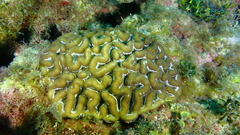 Mycetophyllia