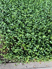 Trachelospermum jasminoides