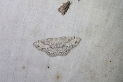 Cyclophora pendulinaria