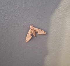 Protambulyx strigilis