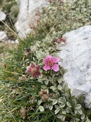 Potentilla nitida