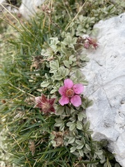 Potentilla nitida