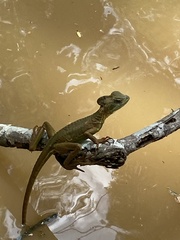 Basiliscus