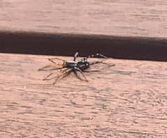 Nyssus