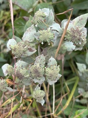 Pycnanthemum muticum