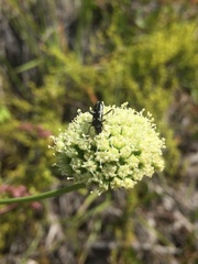 Asteriscium chilense