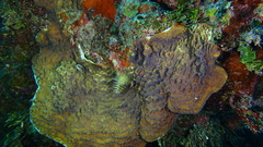 Helioseris cucullata