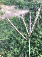 Dichanthium aristatum