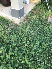 Dichanthium aristatum