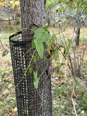 Dioscorea polystachya