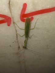 Parastagmatoptera