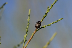 Doryphorina