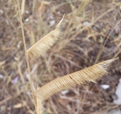Bouteloua pectinata