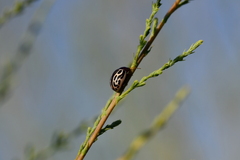 Doryphorina