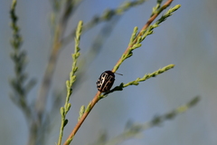 Doryphorina