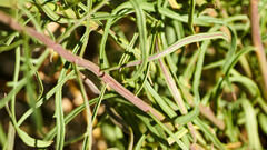 Senecio spartioides