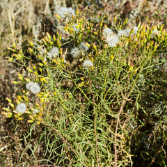 Senecio spartioides