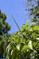 Oreopanax langlassei