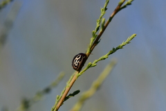 Doryphorina
