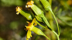 Senecio spartioides