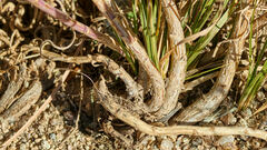 Senecio spartioides