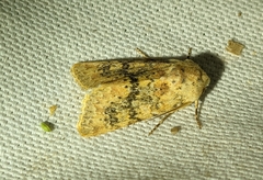 Polymixis argillaceago