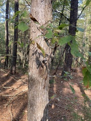 Quercus oglethorpensis