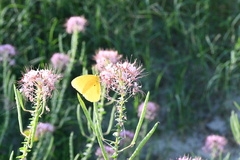 Polanisia dodecandra