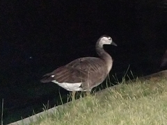Anser anser × Branta canadensis