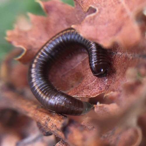 Megaphyllum unilineatum