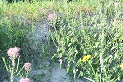 Polanisia dodecandra