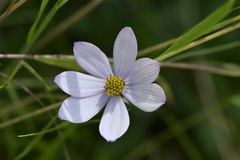 Cosmos diversifolius