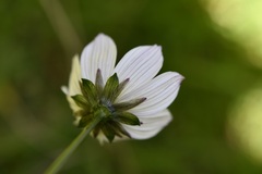 Cosmos diversifolius