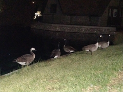 Anser anser × Branta canadensis