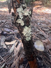 Cryptothecia striata