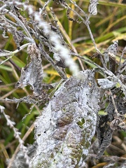 Golovinomyces cichoracearum