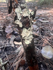 Cryptothecia striata