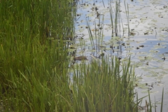 Anas platyrhynchos