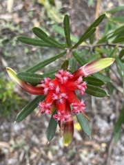 Lambertia formosa