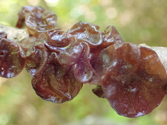 Exidia