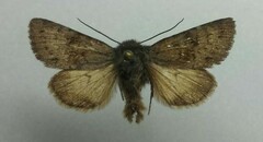 Lasionycta impingens